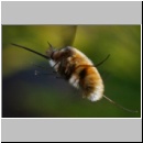 Bombylius major - Wollschweber m16.jpg